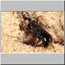 Miscophus ater - Grabwespe 03 7mm mit Neottiura bimaculata - Kugelspinne.jpg